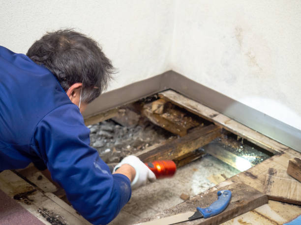 Best Crawl Space Mold Removal  in Manhattan Beach, CA