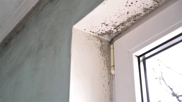Best Black Mold Removal  in Manhattan Beach, CA