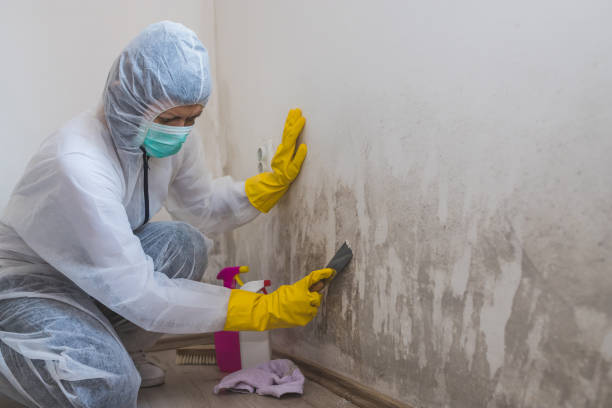 Best Attic Mold Removal  in Manhattan Beach, CA