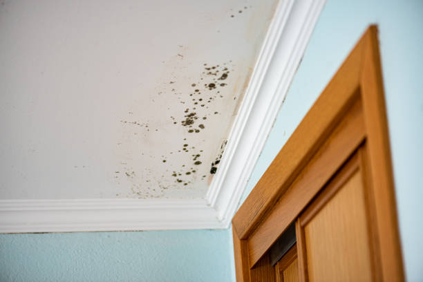 Best Mold Damage Repair  in Manhattan Beach, CA