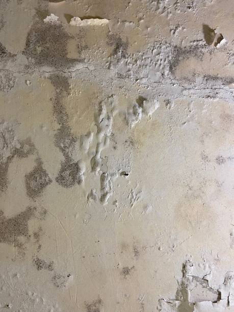 Best Attic Mold Removal  in Manhattan Beach, CA