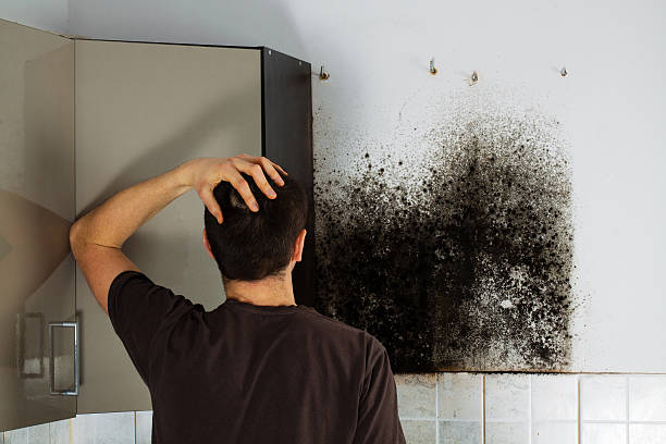 Best Mold Cleaning Services  in Manhattan Beach, CA