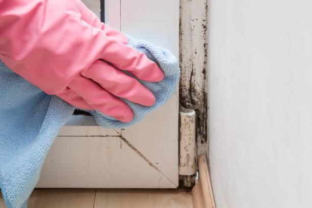 Best Commercial Mold Removal  in Manhattan Beach, CA