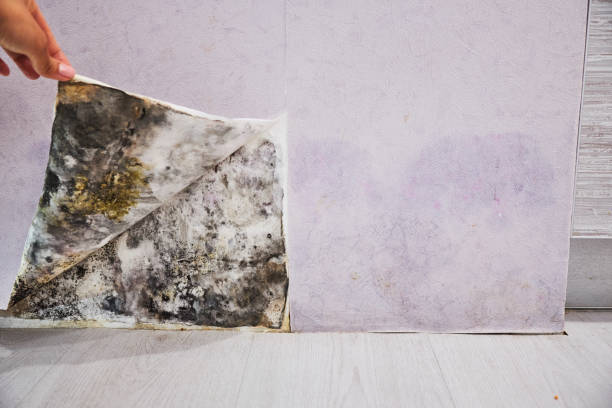 Best Office Mold Removal Services  in Manhattan Beach, CA